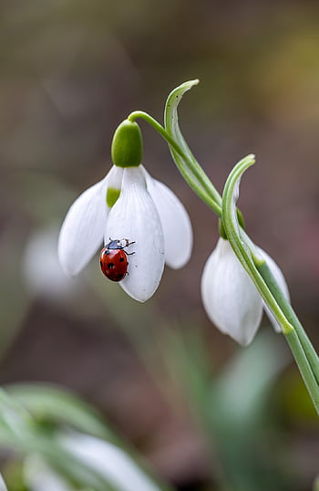 flower, ladybug, beautiful Flowers, flower Background, flower Wallpaper, insect, snowdrops, nature