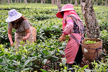farmers, agriculture, harvest, women, rural, countryside