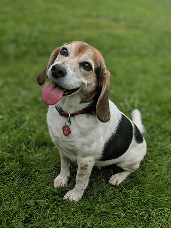 cute beagle, happy beagle, beagle dog, sitting beagle, tongue out, sunny day, outdoors, grass, pet dog, cute dog, beagle on grass