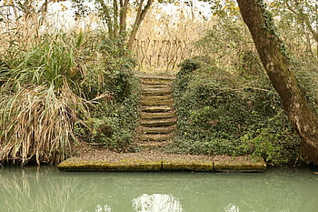 swamp, dock, water, bayou, china, nature, cypress, trees, wetland
