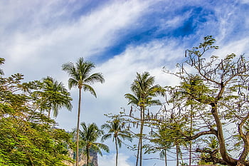 thailand, palm Trees, summer, island, tourism, beach, holiday, sky, the Coast, landscape, the Sun