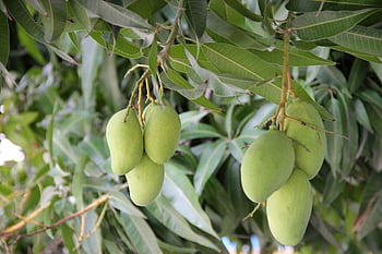 mangoes, fruit, branch, green Mangoes, food, organic, natural, mango Tree, tree, nature, closeup