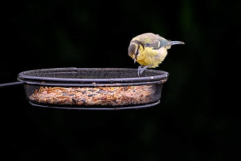 bird, great Tit, passerine, avian, ornithology, bird Watching, plumage, feathers, bird Feeder, perched, wildlife