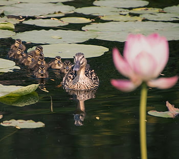 ducks, birds, baby Ducks, mallard, waterfowl, water Birds, aquatic Birds, animal, wings, feathers, plumage