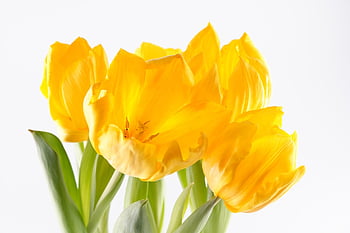 tulips, flowers, spring, spring Flowers, bunch Of Flowers, valentine's Day, date Of Birth, happy Mothers Day, hd Background