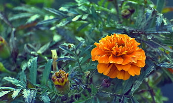 calendula, tagetes, Genda-phool, India, orticoltura, arancia, flora, natura