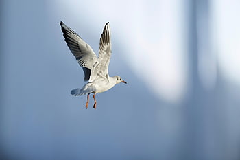 seagull, bird, animal, flying, wings, nature, gull, seabird, wildlife, beak, plumage