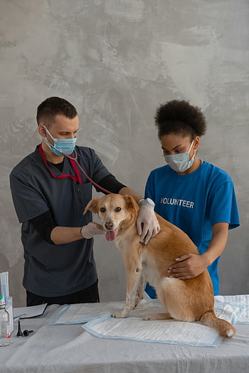 veterinarian, dog check-up, veterinary clinic, volunteer, pet care, animal health, medical examination, stethoscope, dog health, veterinary assistant, clinic visit