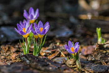 fialové květy šafrán, vodní kapky, jarní příjezd, Nastavení přírodního lesa, živá fialová, selektivní zaměření, denní foto, Květiny pokryté rosem, krokus kvete, jarní příroda, lesní flóra