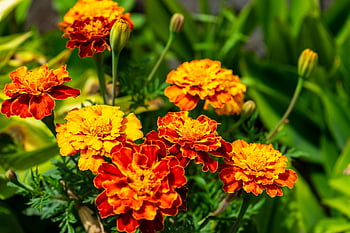 aztec goudsbloem, Mexicaanse goudsbloem, oranje bloemen, bloemen, tuin-, natuur, tagetes erecta, bloeiend, planten