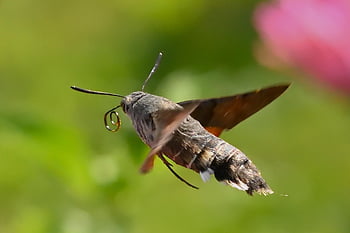 hummingbird Hawk Moth, moth, insect, garden, close Up, macro, summer, owls, hovering