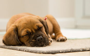 brown puppy, sleeping puppy, short-coated puppy, brown mat, indoor puppy, cute puppy, peaceful puppy, soft mat, puppy indoors, puppy sleeping, puppy rest