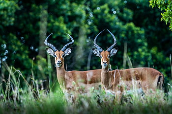 impala, zelená tráva, maasai mara, Keňa, majestátní impaly, svěží zeleň, fotografování divoké zvěře, africké divoké zvěře, antilopa, přírodní scéna, savanová zvířata