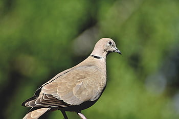 dove, turkey Pigeon, nature, bird, animal, foraging, plumage, feathers, city Pigeon