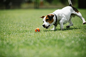 Jack Russell Terrier, spielen, Ball, Rasen, energisch, sonnig, Hund, draussen, Gras, Haustier, Aktivität