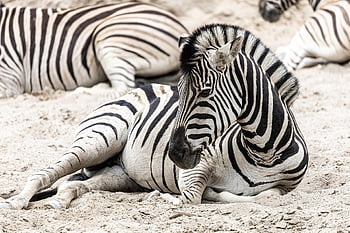 zebra, zoo, africa, animal, strip, striped, black-and-white, nature, mammal, safari, wild Animal