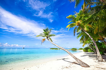 trópusi tengerpart, pálmafák, tiszta kék ég, idilli strand, úti cél, relaxációs hely, fehér homokos strand, türkizkék víz, sziget menekülés, tengerparti nyaralás, derűs tengerpart
