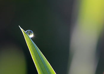 kropla rosy, ostrze trawy, fotografia szczegółowa, selektywne skupienie, naturalne tło, Kropla wody, fotografia liść, poranna rosa, fotografia makro, niewyraźne tło, fotografia przyrodnicza