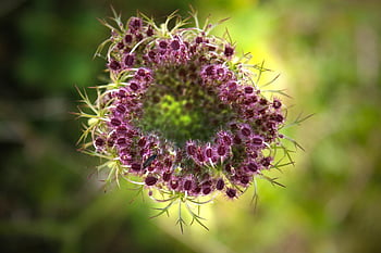 tête de graine, plante, Prairie, reine anne dentelle, nid d'oiseau, Dentelle évêque, carotte sauvage, Daucus Carota, flore, la nature, fermer