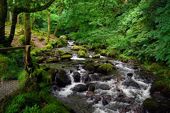 cascata, floresta, samambaia, natureza, panorama, agua, bach, fluxo, Escócia, Irlanda