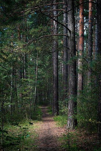 skov sti, skjult sti, Tranquil Forest, frodige stedsegrønne træer, Natur essens, Snoede sti, eviggrønne træer, skovlandskab, naturlig sti, fredfyldt skov, trækantede vej