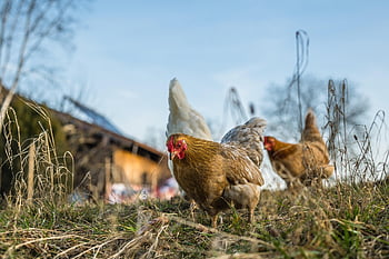 chickens, nature, hens, birds, landfowls, livestock, poultry, meadow, feathers, animals, farm Animals