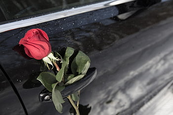 květ, růže, obřad, auto, pocity, detailní, elegance, Dovolená, štěstí, Valentýn, dveře