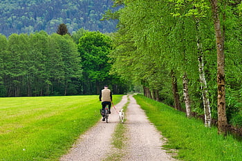 cyclist, path, to Go Biking, nature, bike Path, leisure Time, recreation, bicycle Path, forest, vacations