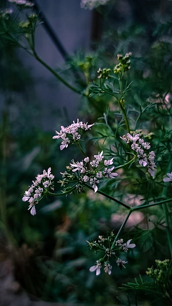 coriander, coriander Flowers, close Up, white Flowers, bloom, blossom, herb, aromatic Herbs, aroma, seasoning, mediterranean