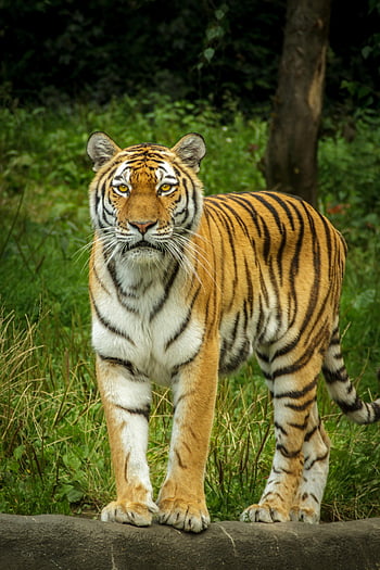 Tiger, Stehen, graue Betondecke, üppiger Dschungel, Streikende Streifen, Nahansicht, anmutig, Tierwelt, Natur, draussen, Tier