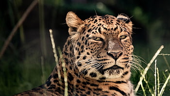 leopard, masožravec, savec, Příroda, Kočkovitý, velká kočka, zvíře, dravec, zoo