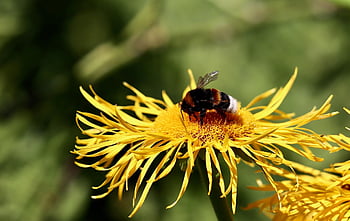 bombo, vero alant, Bumblebee scuro, insetto, petali, impollinazione, impollinare, fiore giallo