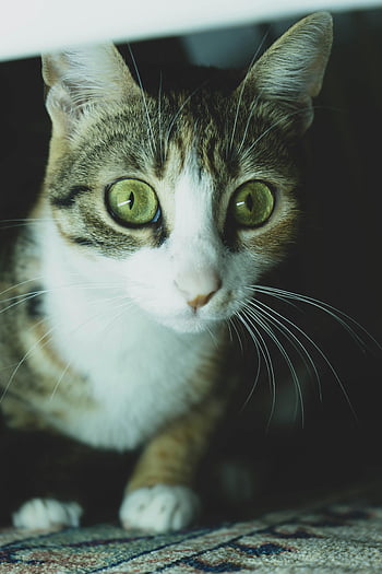Tabby-Katze, Nahaufnahmefoto, grüne Augen, neugierige Katze, gemütliches Zimmer, Katzenporträt, Innenkatze, katzenartig, Haustierfotografie, Tier, Schnurrhaare