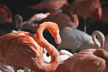 นกกระเรียน, นก, ธรรมชาติ, หลายสี, มีสีสัน, ขน, ภาคภูมิใจ, Tierpark Hellabrunn