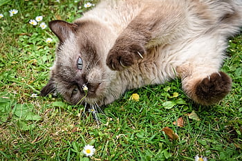 british shorthair, kat, husdyr, puss, british, kort hår, indenlandske kat, natur, british shorthair cat, kæledyr, fuldblods