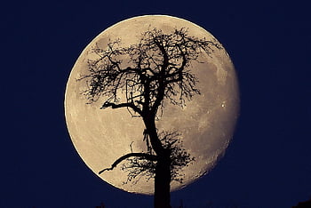 moon, tree, night, silhouette, full Moon, moonlight, sky, luna, night Sky, nature