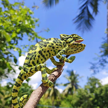 chameleon, branch, colorful chameleon, tropical background, sunlit background, perched chameleon, thin branch, lush background, chameleon on branch, tropical chameleon, sunlit chameleon