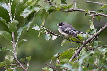Šedý Fantail, domácí holub, pták, Rhipidura Albiscapa, zvíře, peří, ptačí, volně žijících živočichů, Příroda, pozorování ptáků, ornitologie