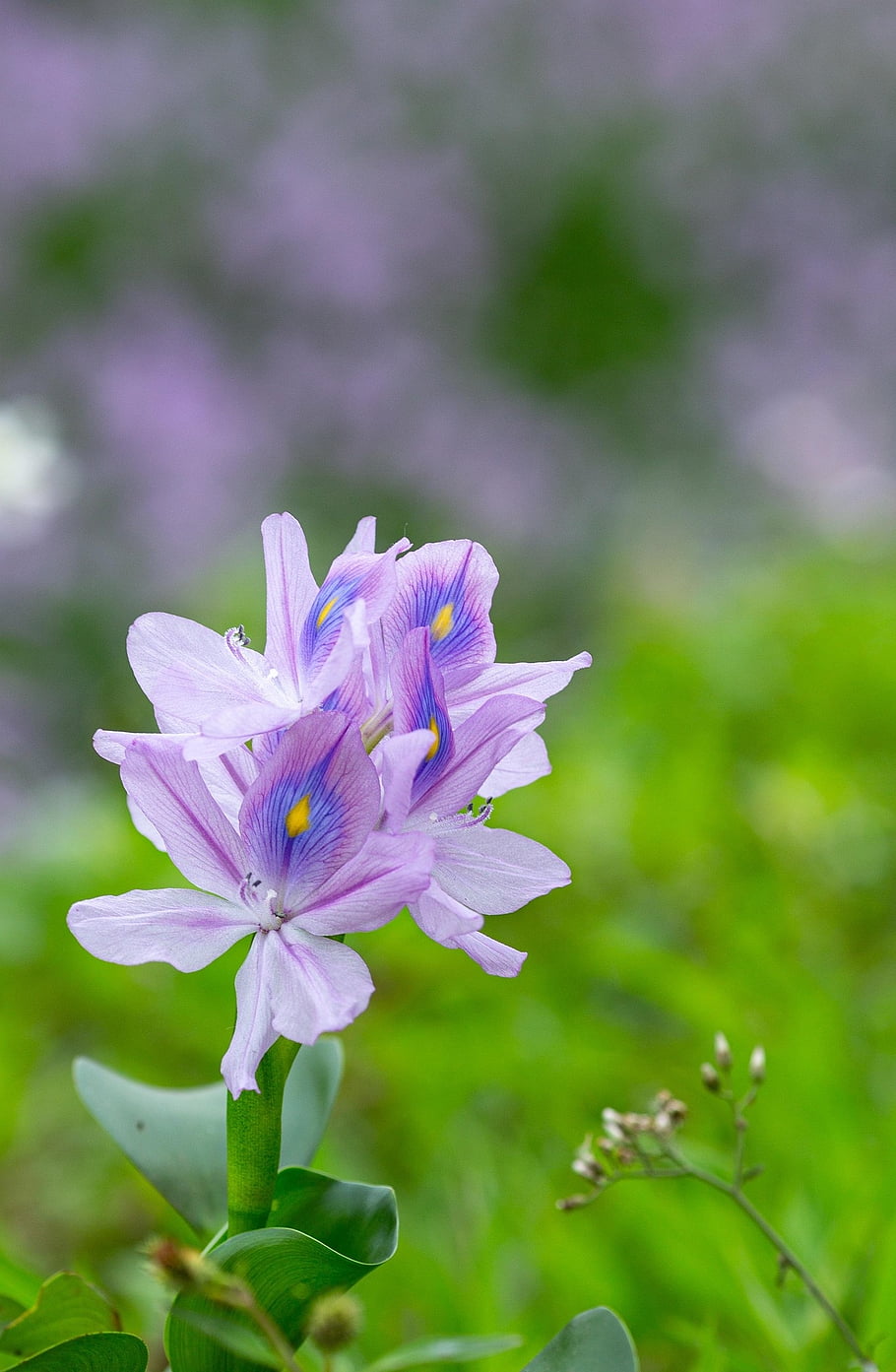 eichhornia crassipes, květinové tapety, květinové pozadí, květ, volánky, eichhornia, krásné květiny, dobře, Příroda, pontederiaceae, commelinales