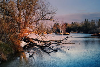 lake, bank, sunset, forest, trees, twilight, branches, pond, bird Sanctuary, nature Conservation, autumn