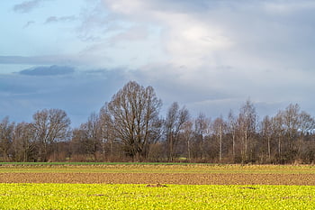 trees, fall, field, heaven, nature, landscape