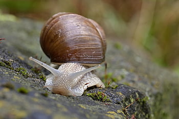 かたつむり、 動物、 クロール、 スロー、 シェル、 カタツムリの殻、 軟体動物、 腹足類、 自然、 閉じる