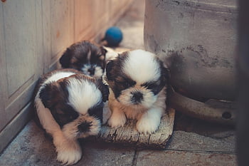 Shih Tzu puppies, white-and-brown puppies, cute puppies, indoor puppies, pet lovers, playing puppies, hiding puppies, Shih Tzu, puppies, indoor pets, cute dogs