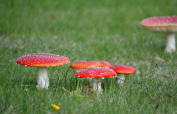 mushroom, red Mushrooms, forest Mushrooms, nature, close Up, red Fly Agaric, poisonous Species Of Mushrooms, amanita Muscaria, fruiting Bodies, poisonous, lawn