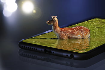 hjort, skærm, smartphone, telefon, dyr, mobil, natur, innovativ, iphone, æble, photoshop