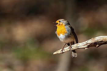 pták, červenka, pěvec, Příroda, divoký pták, jaro, zahrada, stavba hnízda, stěhovavých ptáků, insectivore, les