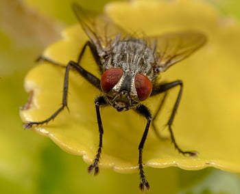 zvíře, létat, vznášet se létat, hmyz, makro, makrografie, Příroda, zblízka, hoverfly, makro příroda, makro oči