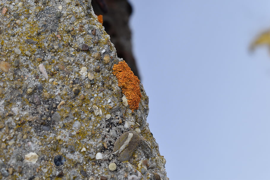 rock, concrete, lichen, orange Lichen, stone, nature, closeup