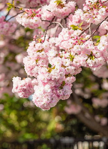tree, flower Background, flowers, sakuras, flower Wallpaper, bloom, beautiful Flowers, spring, sunset, nature, sakura