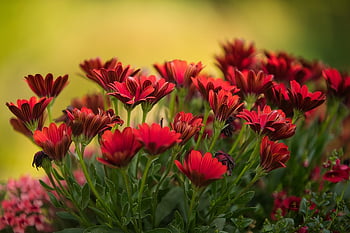 flowers, gerbera, flower Wallpaper, botany, bloom, blossom, beautiful Flowers, red Gerbera Daisy, flower Background, flora, plant